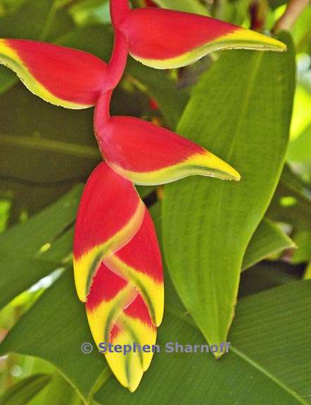 heliconia graphic